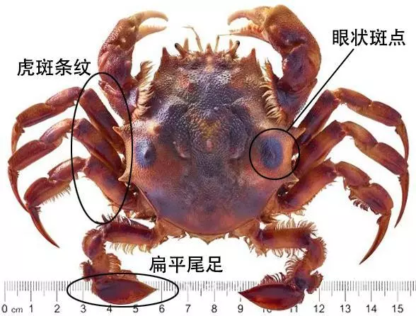 細膩而圖文並茂,這樣能準確認識各種蟹類了吧