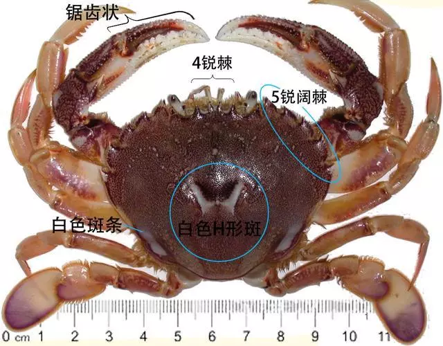 細膩而圖文並茂,這樣能準確認識各種蟹類了吧