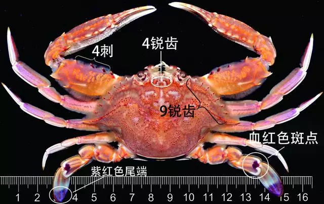細膩而圖文並茂,這樣能準確認識各種蟹類了吧