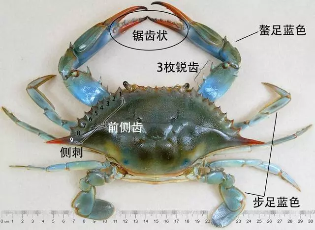 細膩而圖文並茂,這樣能準確認識各種蟹類了吧