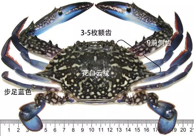 細膩而圖文並茂,這樣能準確認識各種蟹類了吧