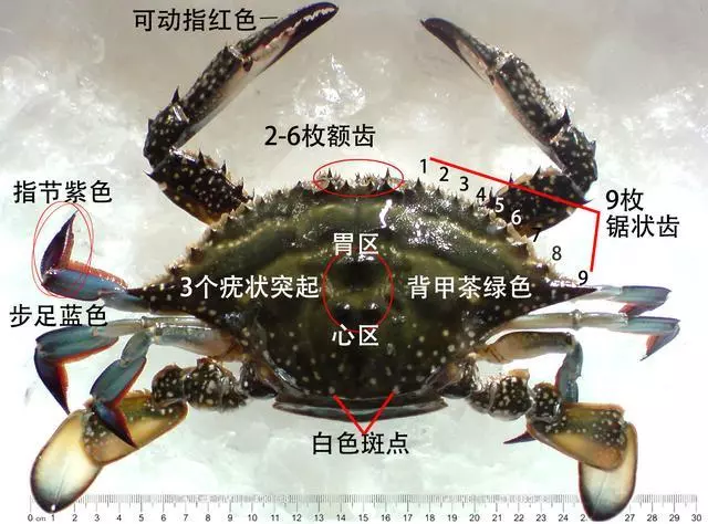 細膩而圖文並茂,這樣能準確認識各種蟹類了吧