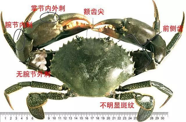 細膩而圖文並茂,這樣能準確認識各種蟹類了吧