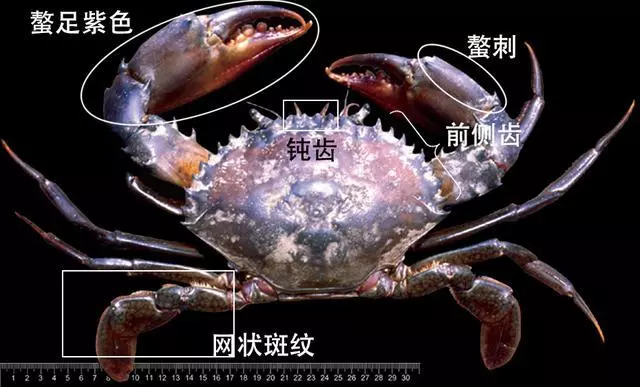 細膩而圖文並茂,這樣能準確認識各種蟹類了吧