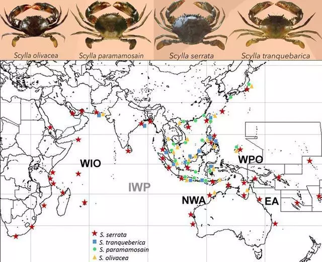 細膩而圖文並茂,這樣能準確認識各種蟹類了吧