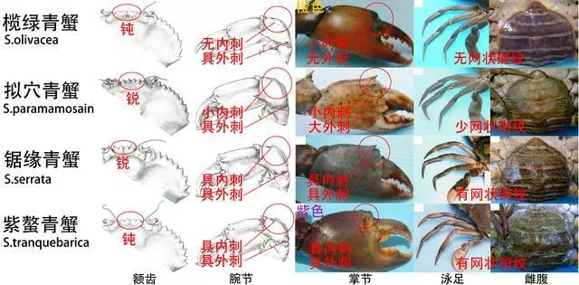細膩而圖文並茂,這樣能準確認識各種蟹類了吧