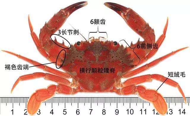 細膩而圖文並茂,這樣能準確認識各種蟹類了吧