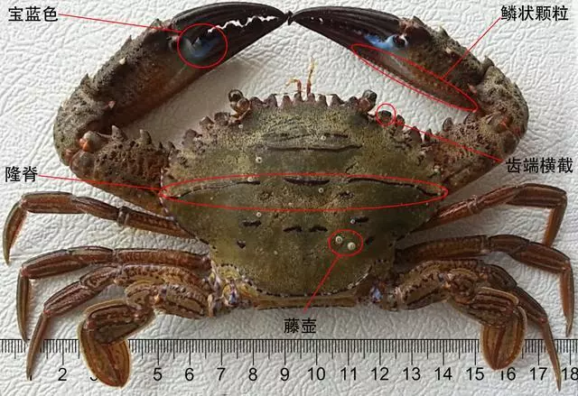 細膩而圖文並茂,這樣能準確認識各種蟹類了吧