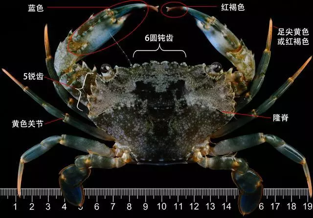 細膩而圖文並茂,這樣能準確認識各種蟹類了吧
