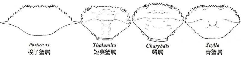 細膩而圖文並茂,這樣能準確認識各種蟹類了吧