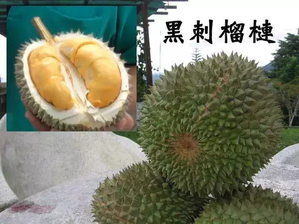 新加坡貓山王榴槤跌破底價!1個只要10新幣,送你最全買榴槤攻略趕緊下手