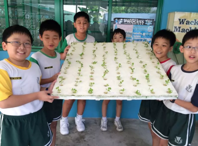 家長注意~新加坡小學排名大曝光!傳說中的名校們拿獎拿到手軟~