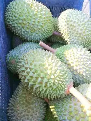 經濟不景氣導致供過於求,榴槤或迎5年來最低價|
