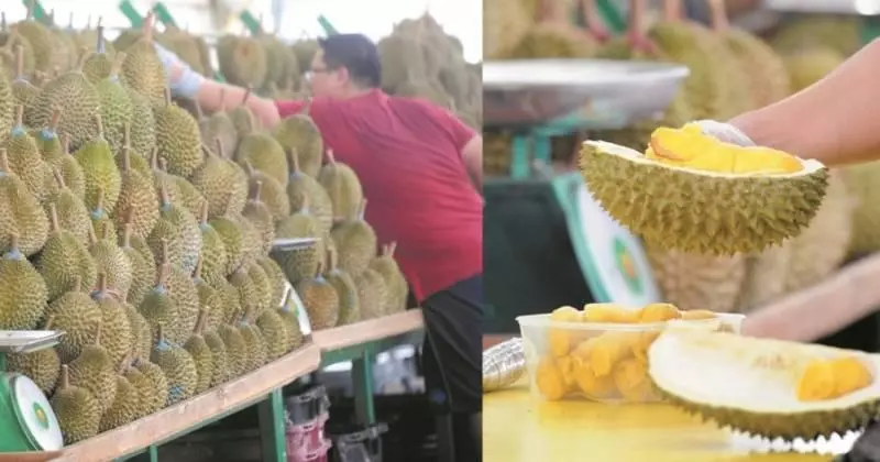 產量過剩 , 貓山王持續跌價 !