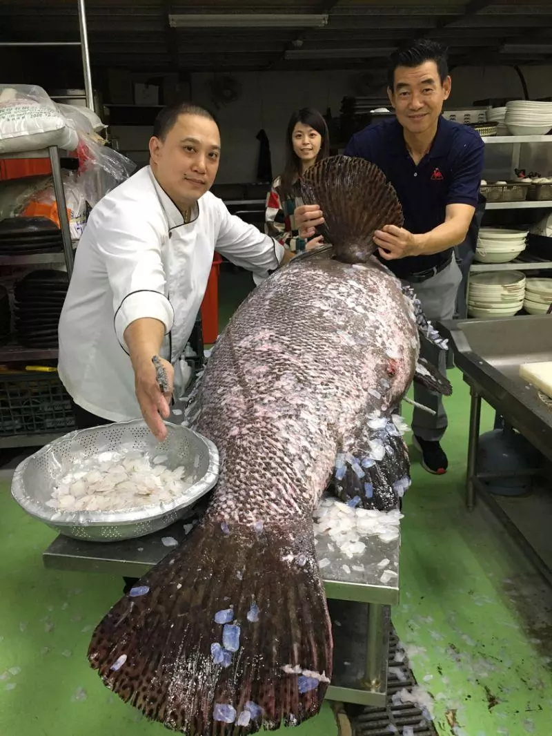 罕見!花蓮七星潭捕獲30年龍膽石斑遭吃下肚 網嘆︰可惜
