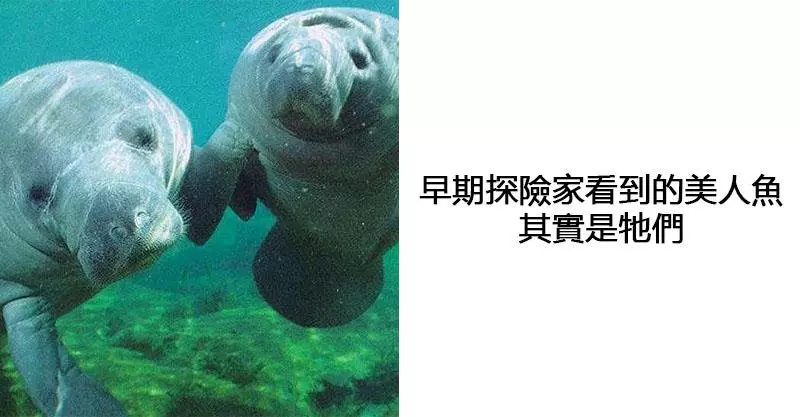 17個「你其實太小看動物」的有趣事實 在瑞士只養一隻天竺鼠是違法的!