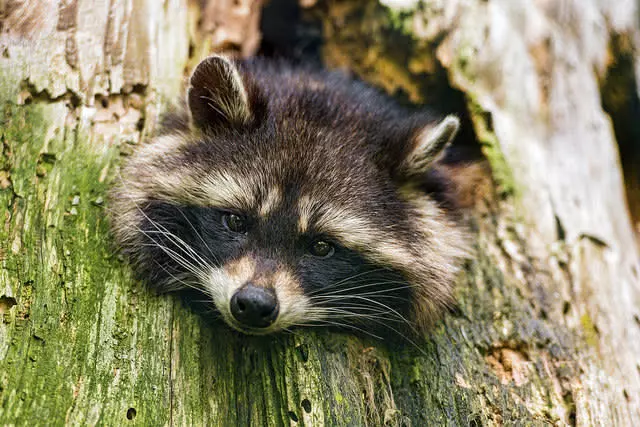 17個「你其實太小看動物」的有趣事實 在瑞士只養一隻天竺鼠是違法的!