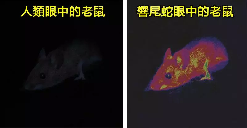 科學家模擬「動物 VS 人類」眼中的世界
