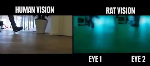科學家模擬「動物 VS 人類」眼中的世界