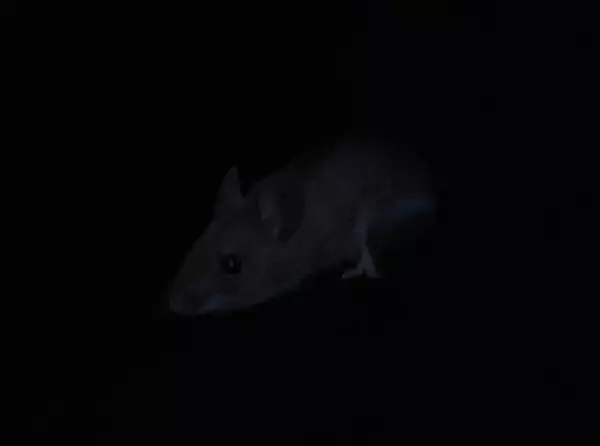 科學家模擬「動物 VS 人類」眼中的世界