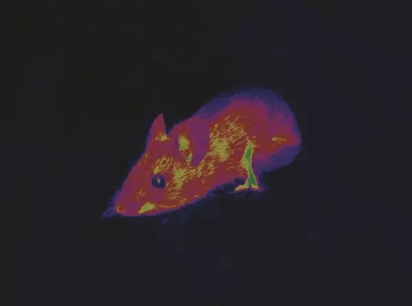 科學家模擬「動物 VS 人類」眼中的世界