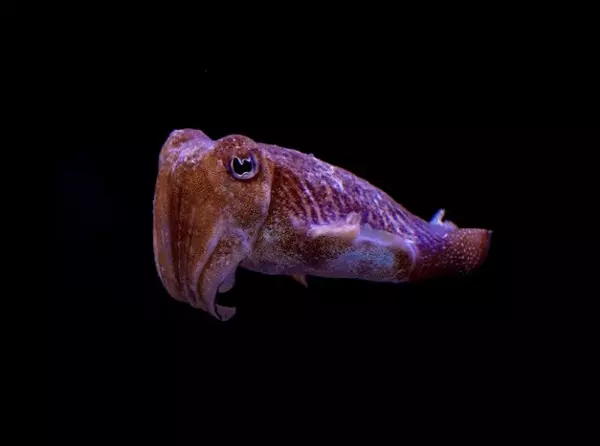 科學家模擬「動物 VS 人類」眼中的世界