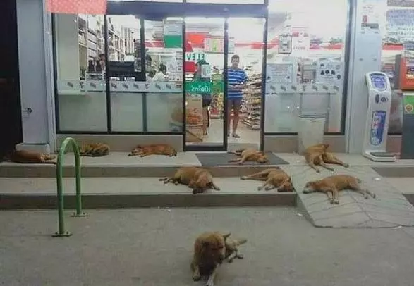 為什麼泰國7-11便利店這麼受歡迎?遊客:因為裡面很不一樣!