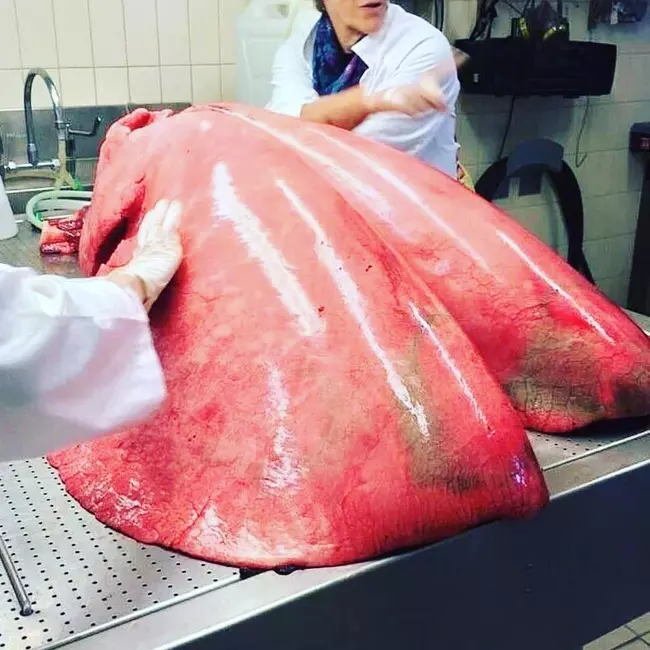 鯊魚受精卵居然長這樣?20個讓你忍不住「狂放大」的稀有照片