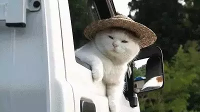 橘貓被拋棄後仍守在路邊,每日註視來往行人,只想擁有溫暖新家!