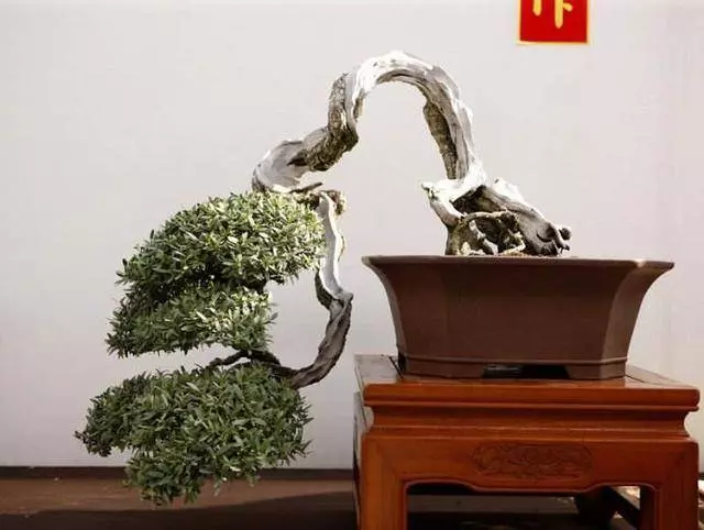 這盆景價值高,被人戲稱「奪命芙蓉」,十分珍貴,樹形最亮眼!