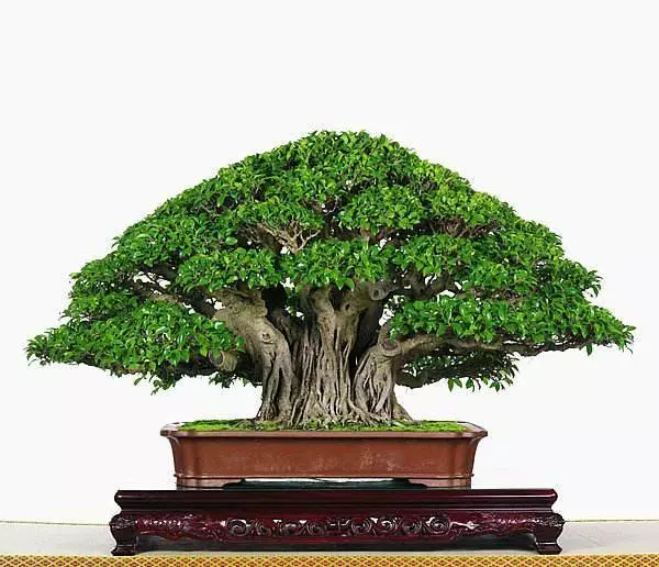 這盆景價值高,被人戲稱「奪命芙蓉」,十分珍貴,樹形最亮眼!