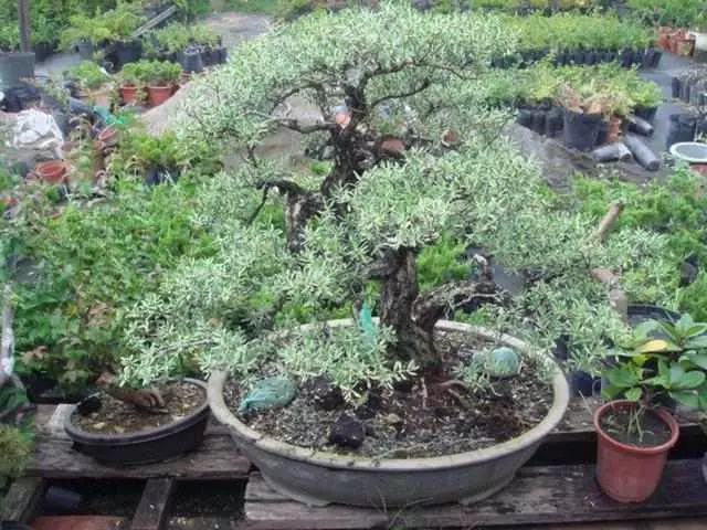 這盆景價值高,被人戲稱「奪命芙蓉」,十分珍貴,樹形最亮眼!
