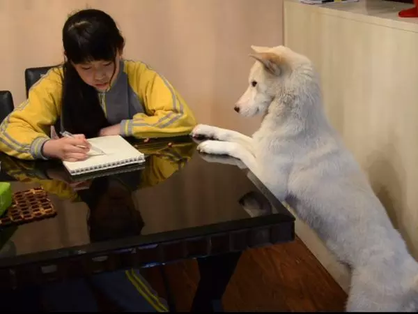 狗妹妹管超多!化身嚴格家教 專幫把拔緊盯姊姊寫作業