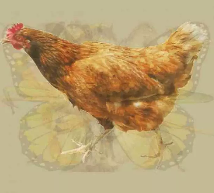 你第一眼看見了什麼? 神奇動物圖片測個性