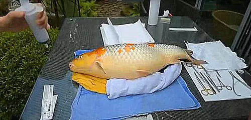 養8年錦鯉肚子一天天漲大,「砸重金請醫生切開肚皮」見到驚人東西(影片)