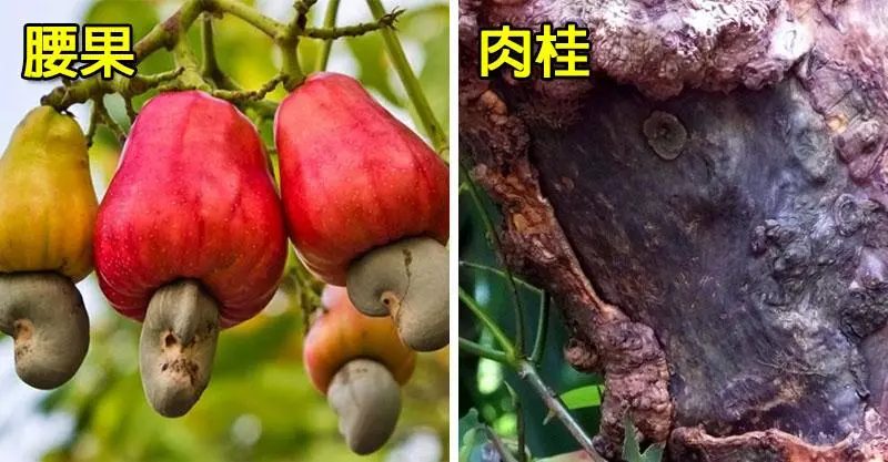 芝麻成長時超詭異!26張其實你並不知道自己吃了什麼的「食物的真正面貌」