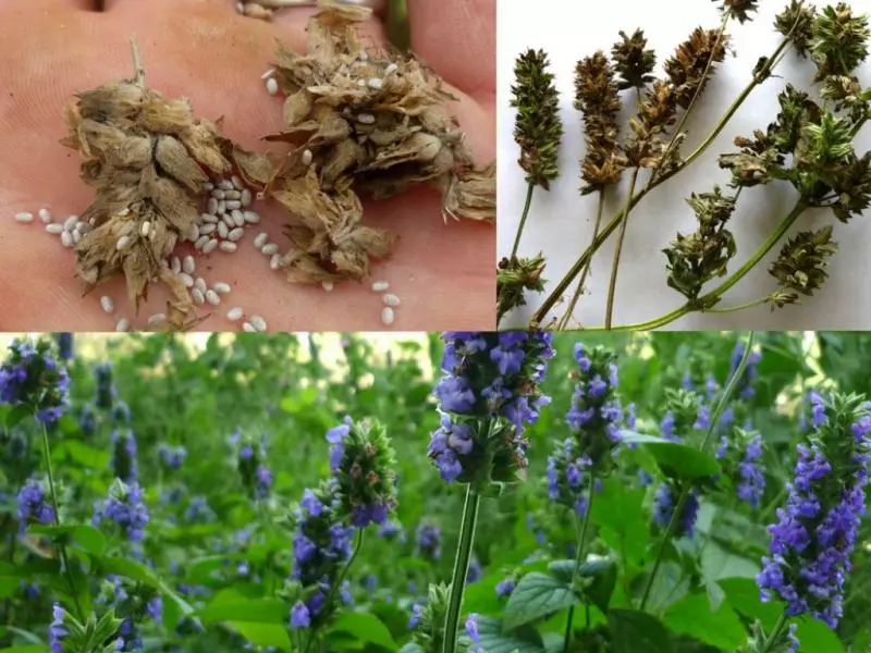 芝麻成長時超詭異!26張其實你並不知道自己吃了什麼的「食物的真正面貌」
