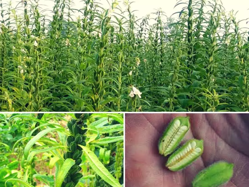 芝麻成長時超詭異!26張其實你並不知道自己吃了什麼的「食物的真正面貌」