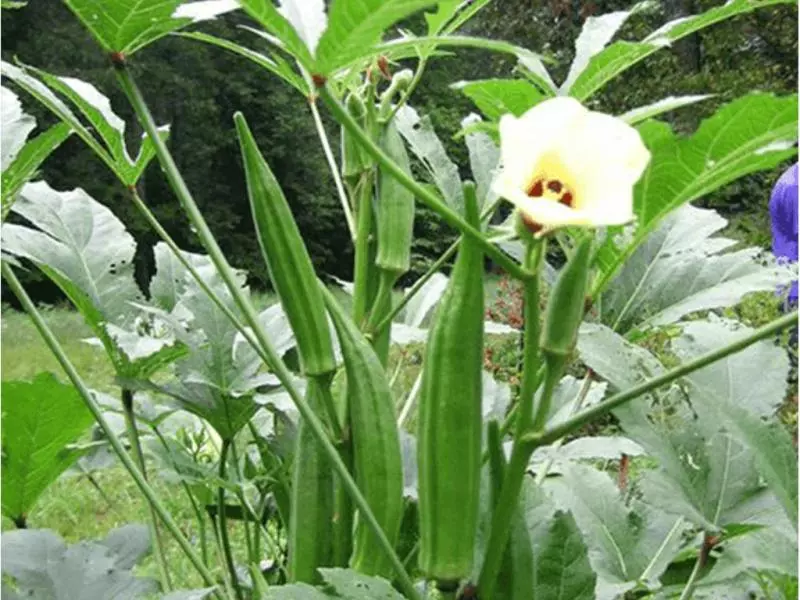 芝麻成長時超詭異!26張其實你並不知道自己吃了什麼的「食物的真正面貌」