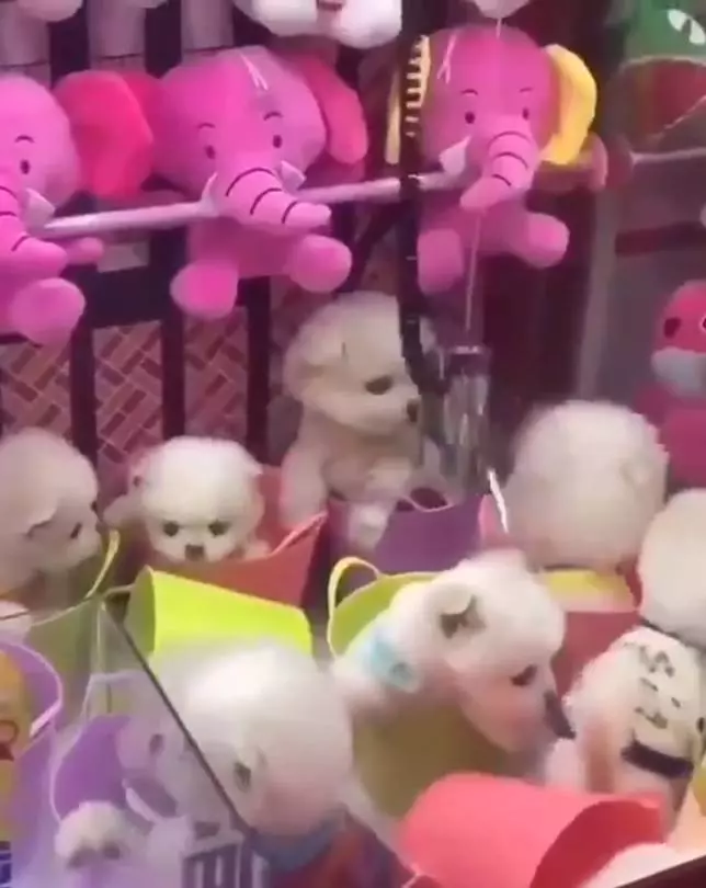 活生生的狗當獎品! 殘忍夾娃娃機遭眾人撻伐
