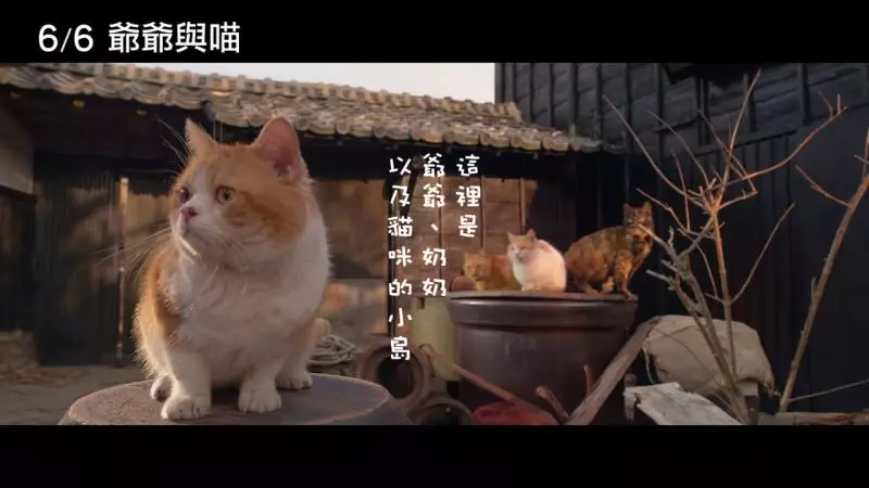 《爺爺與喵》貓奴導演只狂拍貓! 演員嘆:導演你也要拍人啊 - 寵物星人的秘密基地