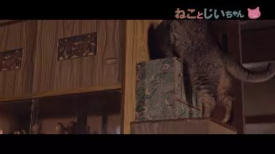 《爺爺與喵》貓奴導演只狂拍貓! 演員嘆:導演你也要拍人啊 - 寵物星人的秘密基地