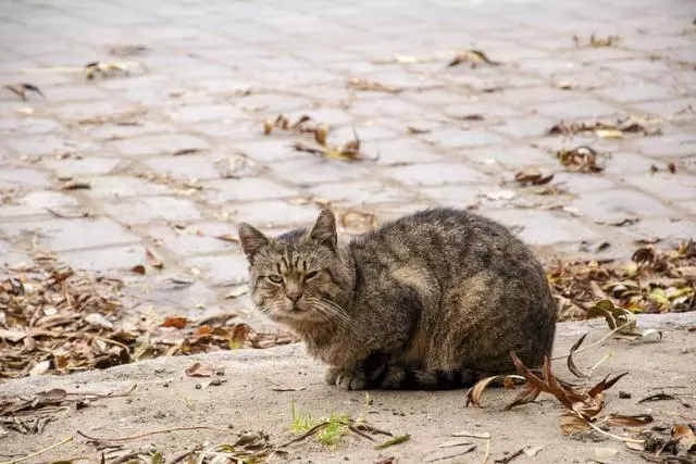家貓晚上溜出家主要做5件事,不光和貓友見面還和其他動物接觸