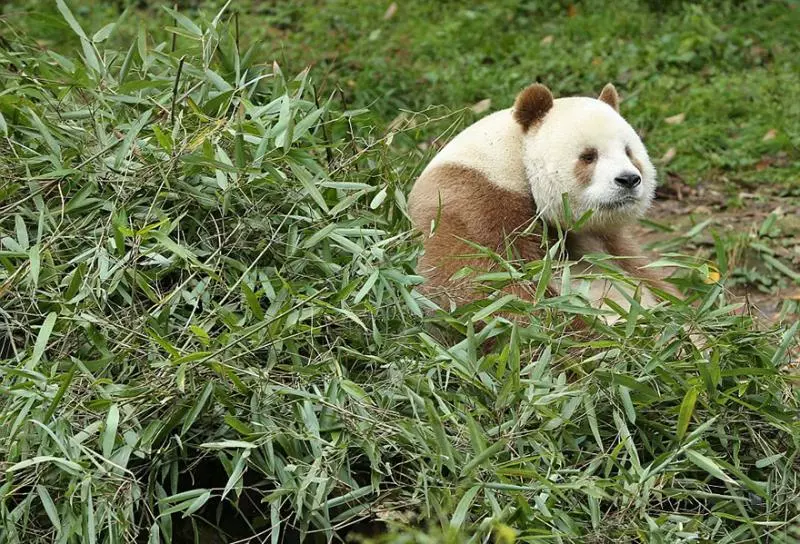 素顏逛街?全球首例「白色熊貓」曝光 專家驚:大概是唯一一隻