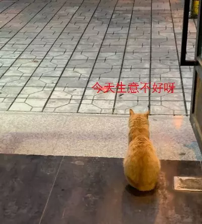 隨手餵了流浪貓,它每天都來幫忙做生意,老闆:生意好了10倍