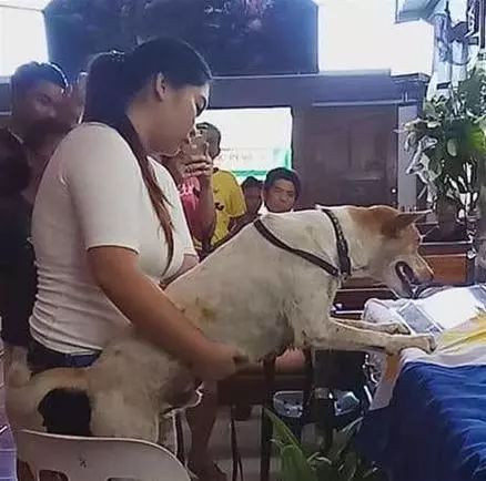 不知拔八離去 忠犬浪浪「多天苦守門口」傷心無助碰門：你在哪裡QQ