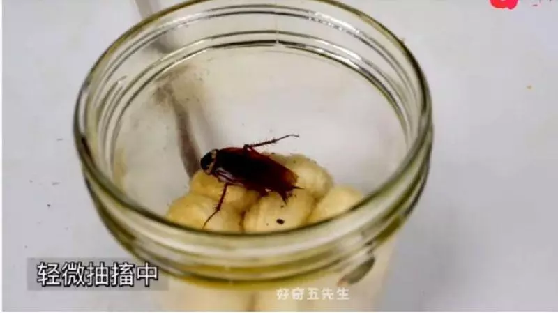 戒不掉?實測蟑螂抽20支菸 結局超驚人