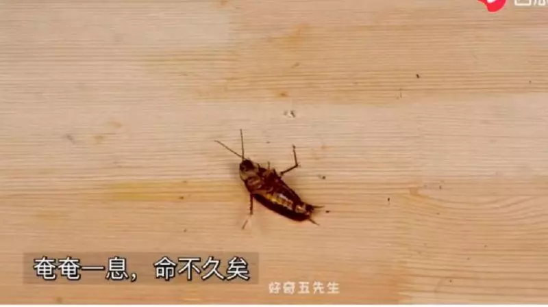 戒不掉?實測蟑螂抽20支菸 結局超驚人