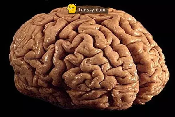 關於大腦的20個有趣事實~~~