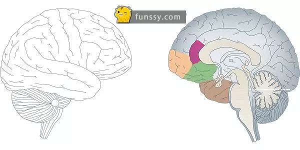 關於大腦的20個有趣事實~~~